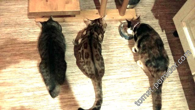 Три кота, три хвоста завтракают :)