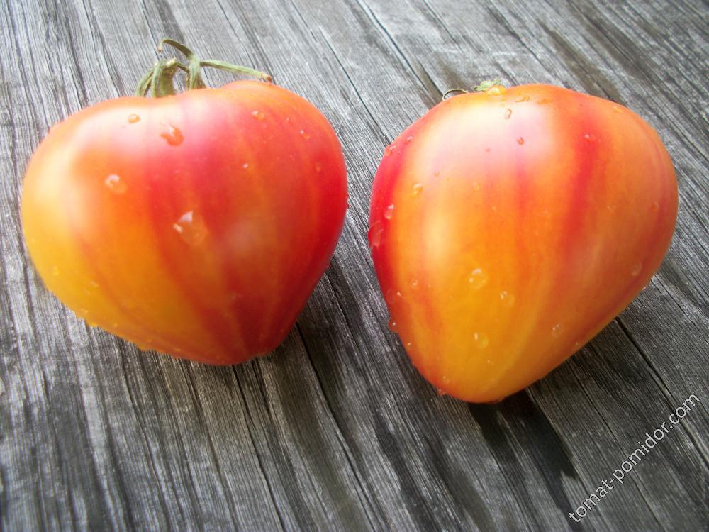 томат Couere de Zebre Apricot