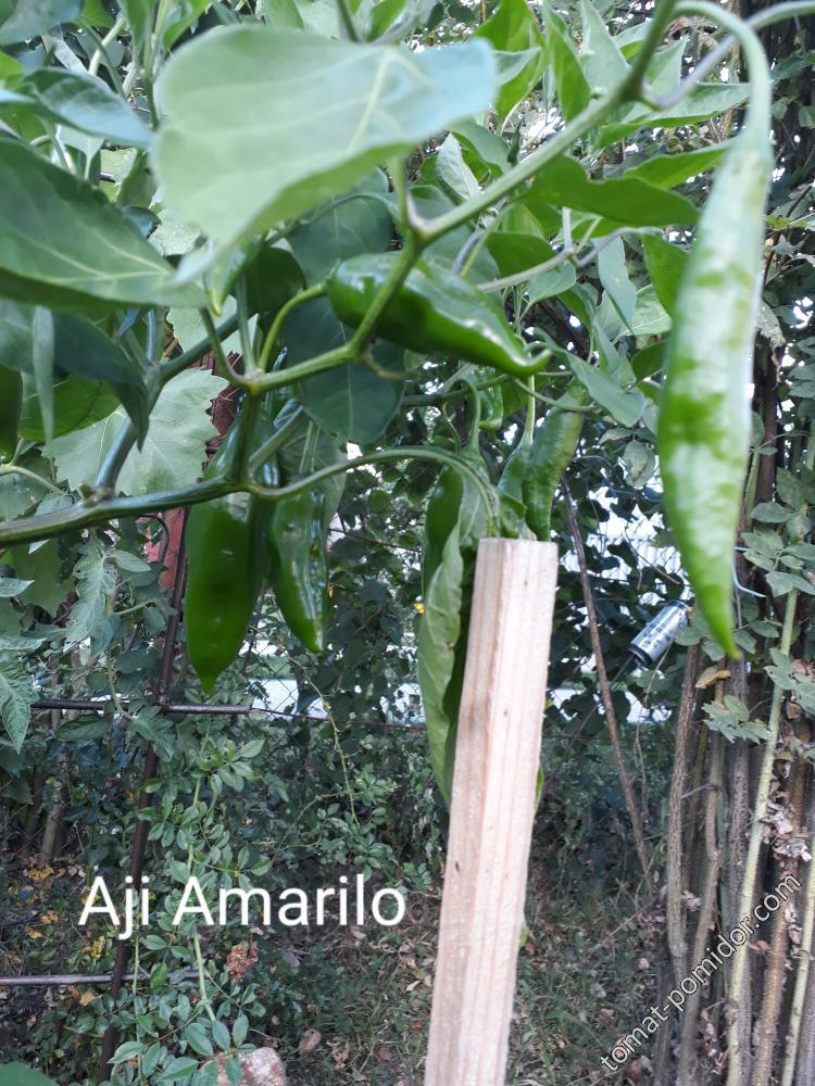 Aji Amarilo