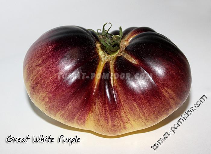 Great white purple