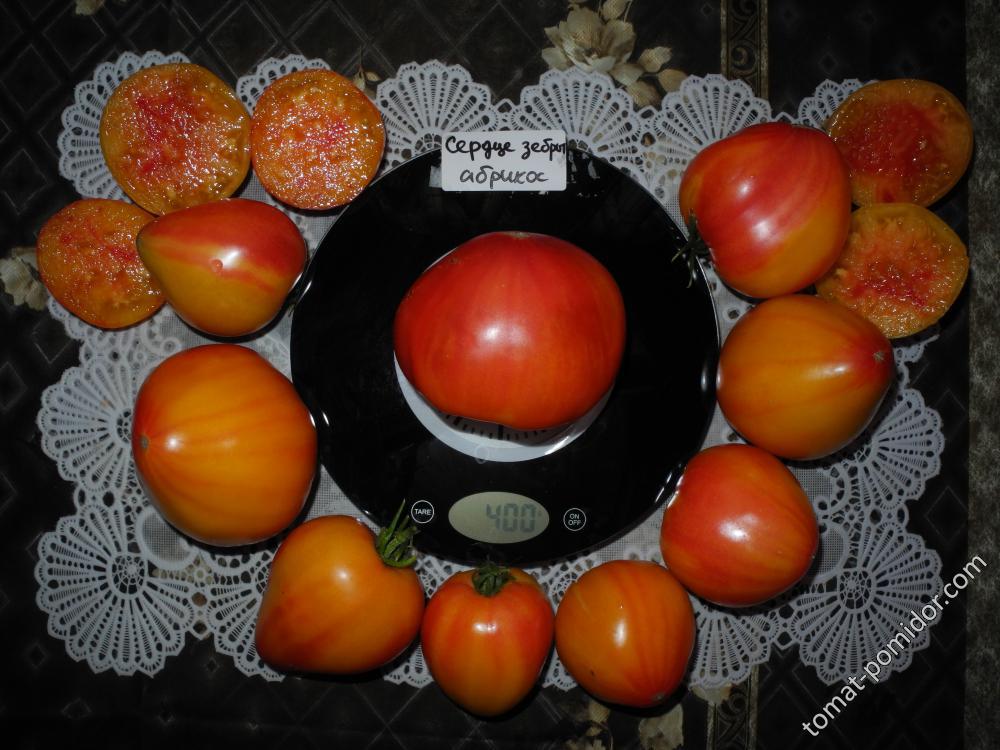 Сердце зебры абрикос (Couere de Zebre Apricot, Франция)