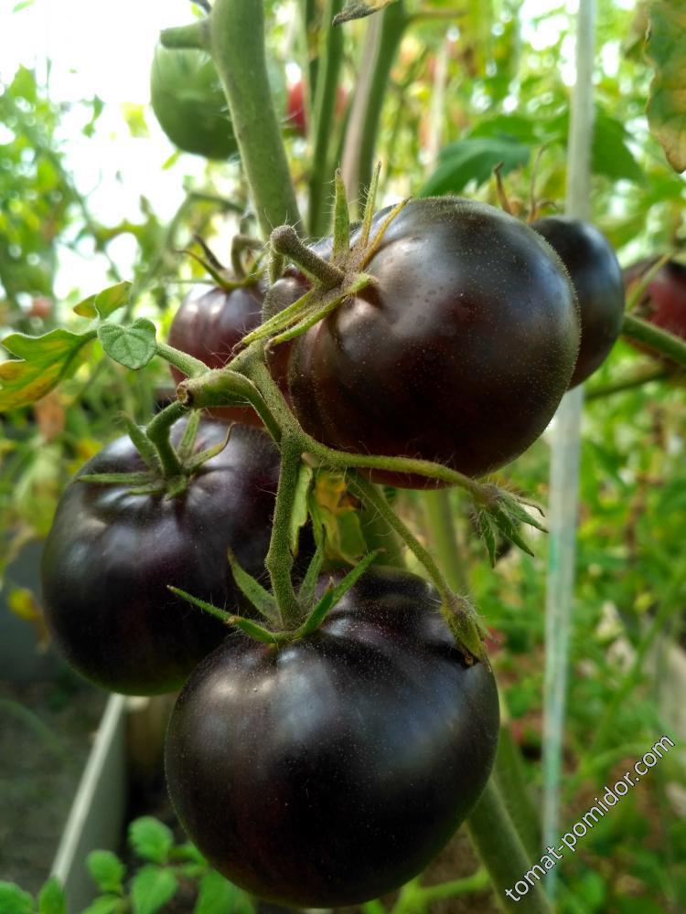 Королева ночи, один из самых вкусных