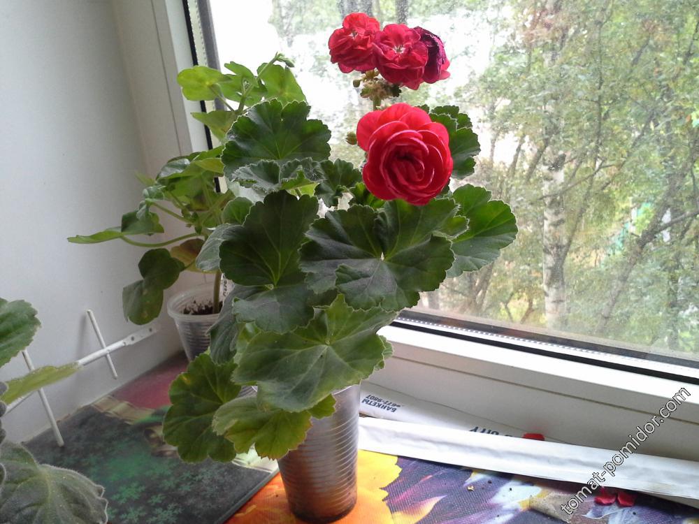 Viva rosita черенок 21.08.2018