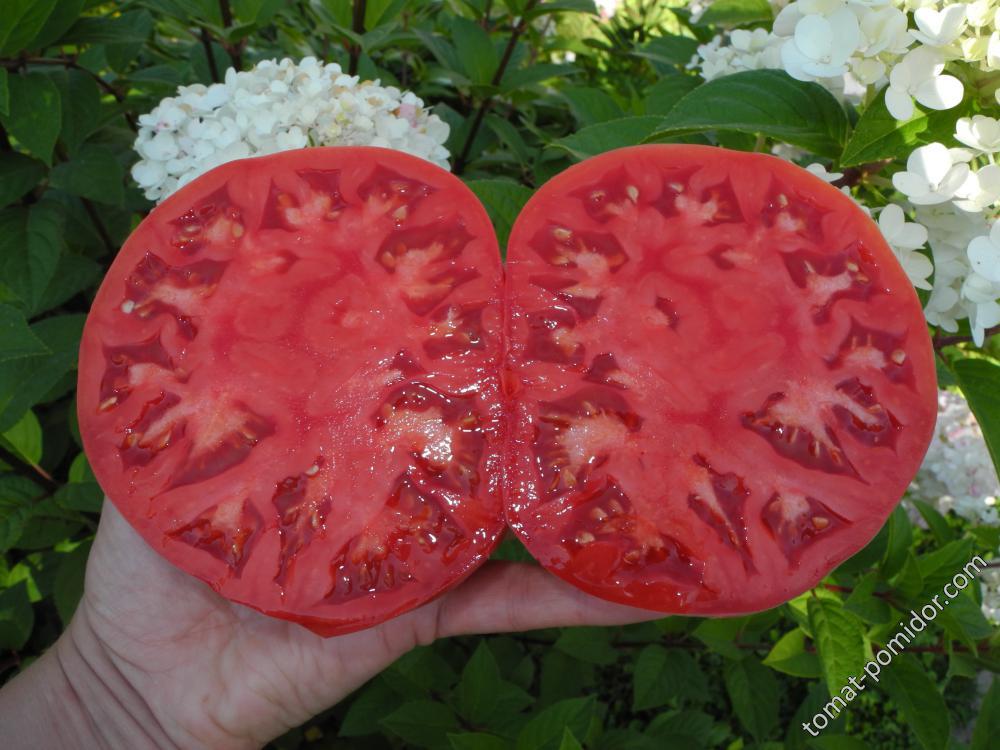Куртово конаре (Болгария, от ЛаныД)