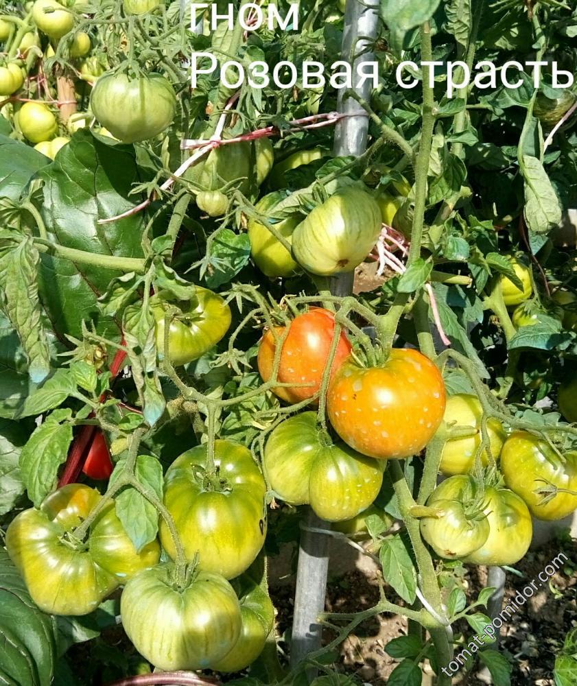 гном Розовая страсть (Dwarf Pink Passion).ОГ.