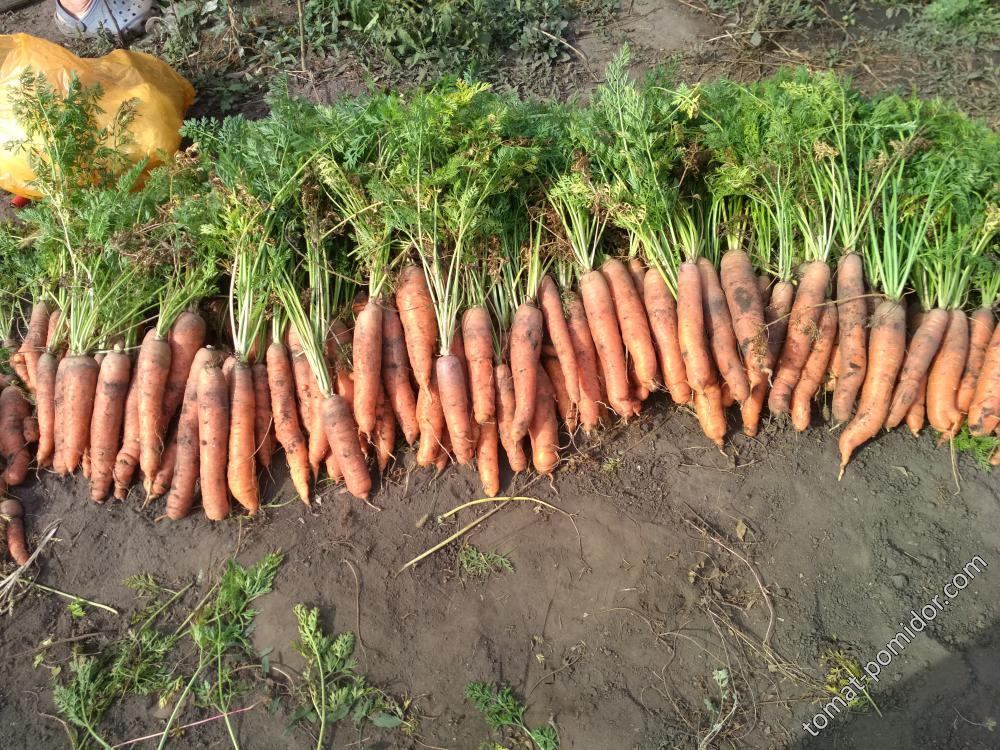 Морковь из закупки Балтимор и Ред Кор