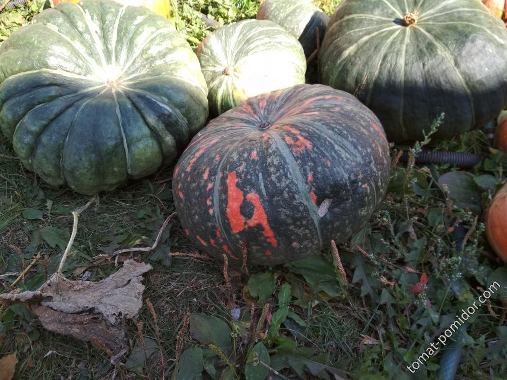 Зимние сладкие разных производителей