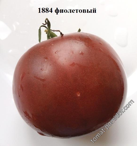 1884 фиолетовый