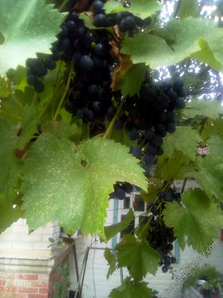 Пятна на виноградных листьях