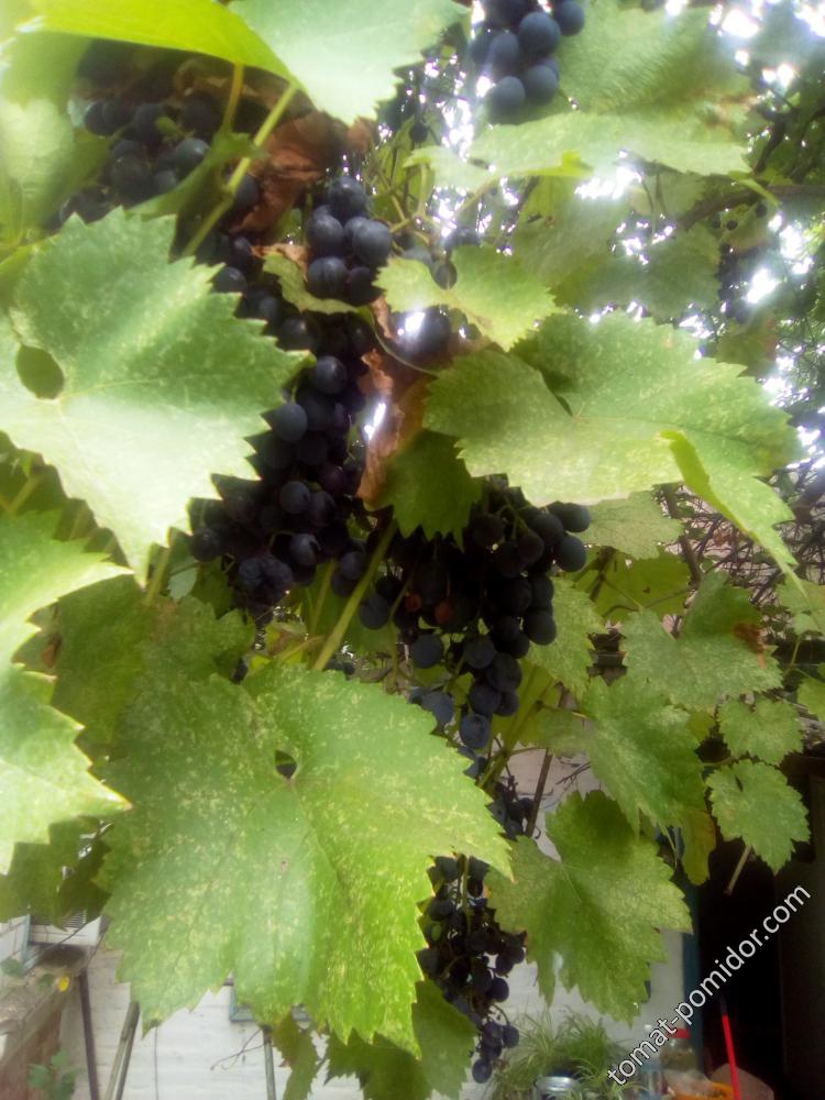 Пятна на виноградных листьях