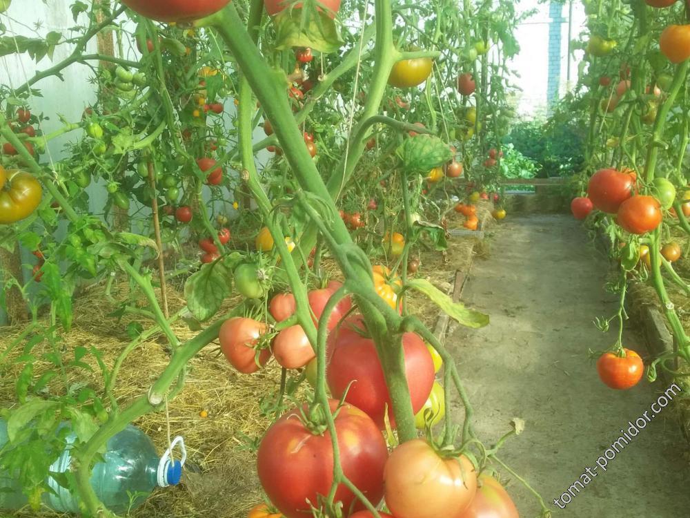 помидоры 2018