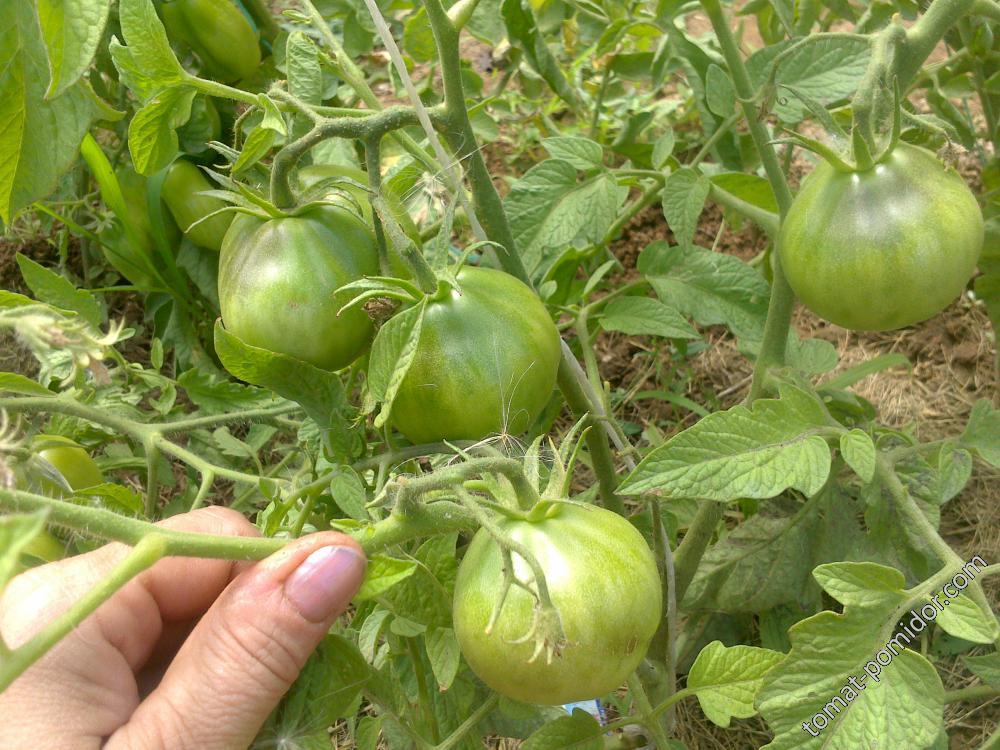 Японский трюфель (6 сортов) - Я — сорта томатов - tomat-pomidor.com - отзывына форуме