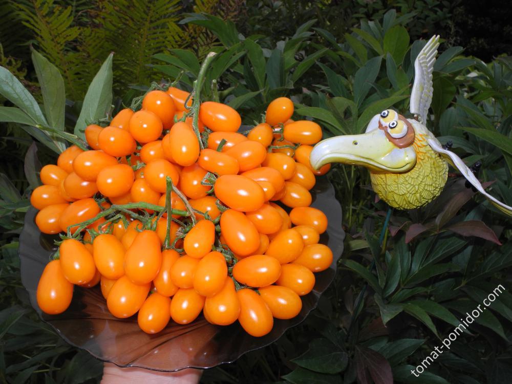 Грушевый апельсин (Pera Naranja, Груша оранжевая)