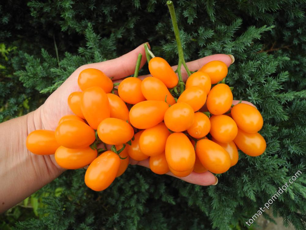 Грушевый апельсин (Pera Naranja, Груша оранжевая)