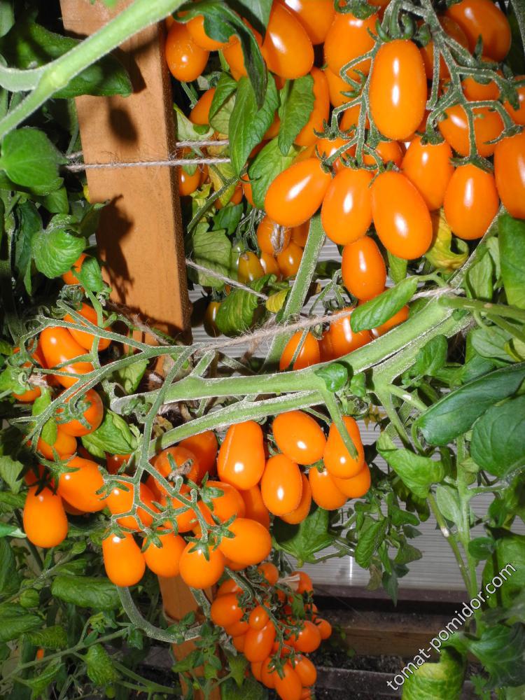 Грушевый апельсин (Pera Naranja, Груша оранжевая)