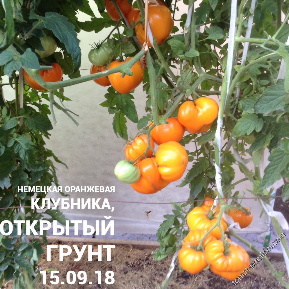 Немецкая оранжевая клубника