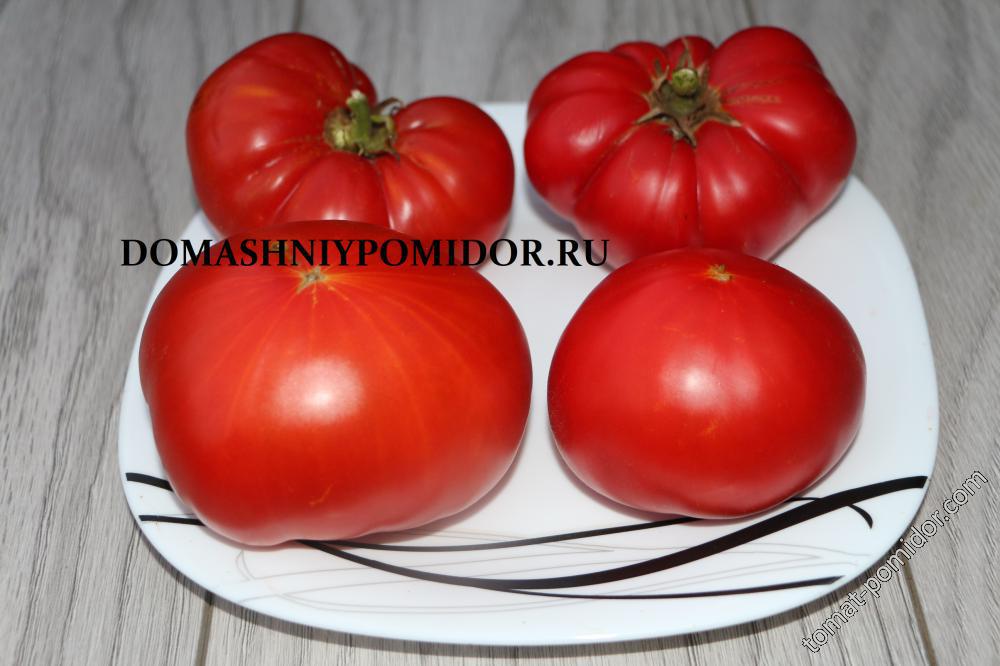 Семена Томата Сибирский Пируэт Купить