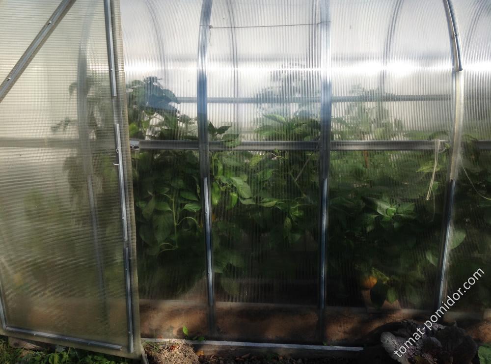 Парник 20.09.18