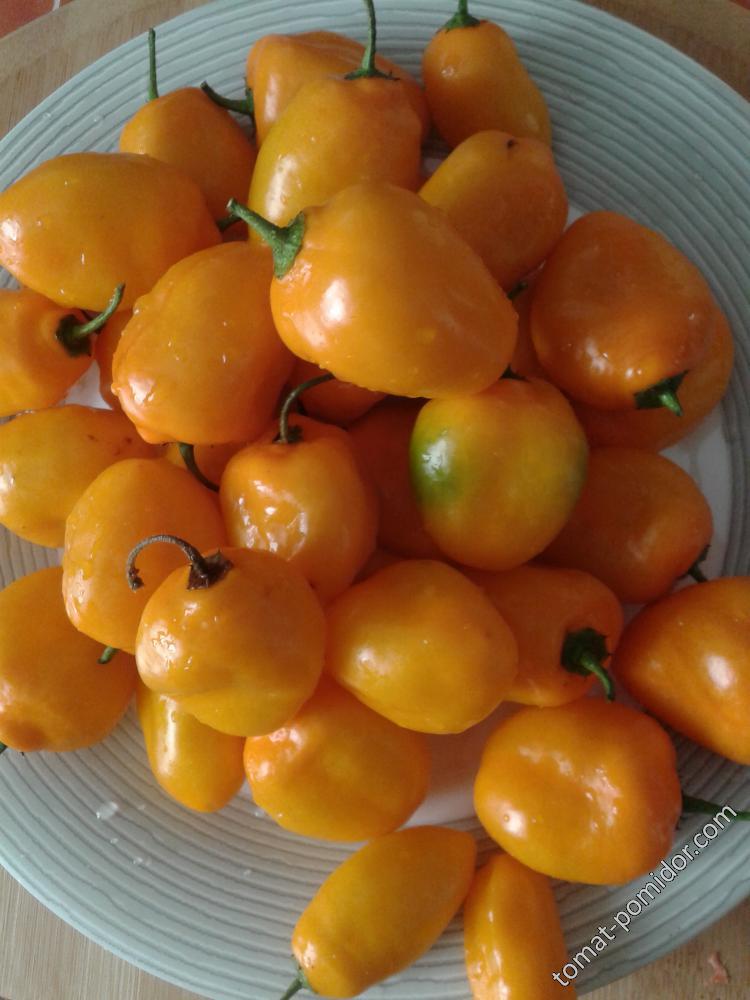 Rocoto orange