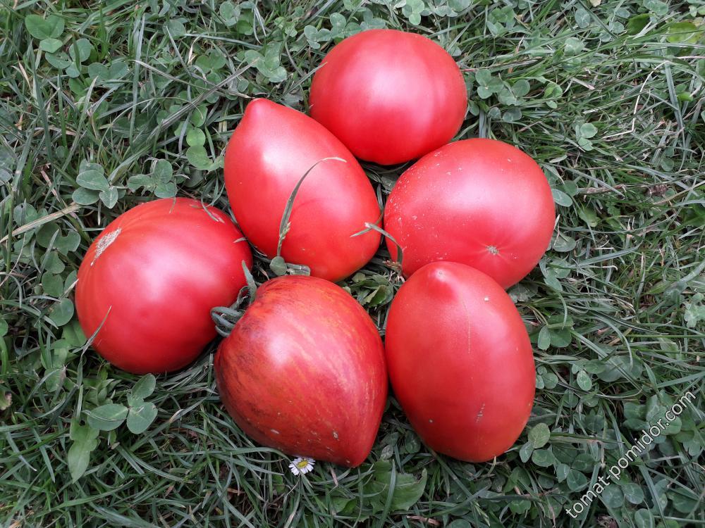 Tomaten