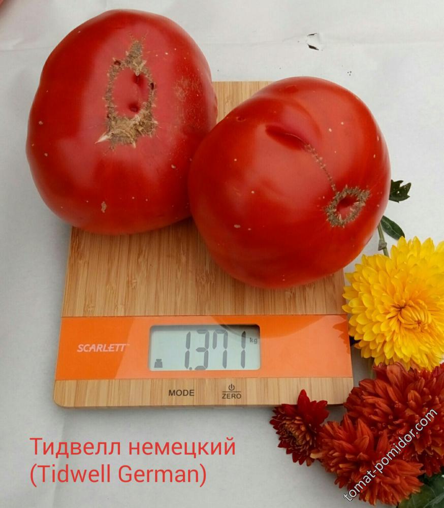 Тидвелл немецкий