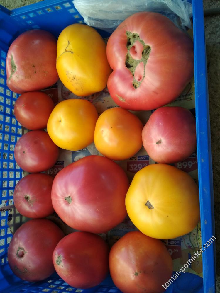 Сбор томатов