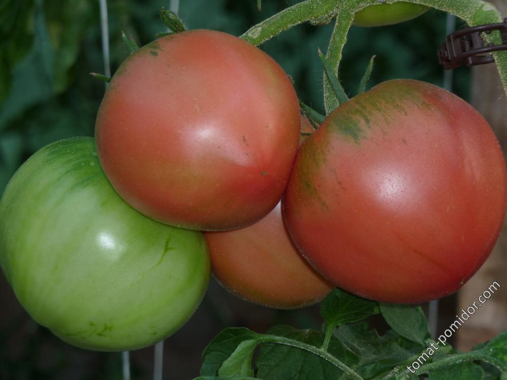 Tomaten