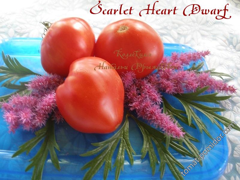 Scarlet Heart Dwarf