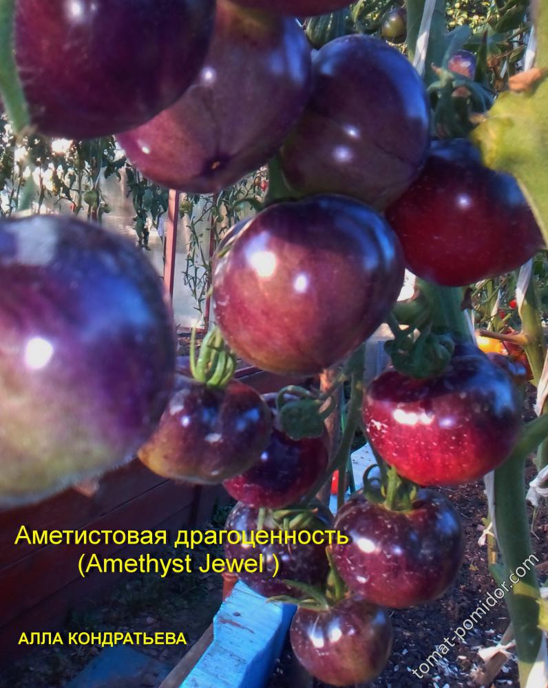 Ясный самоцвет. Помидоры Аметистовая драгоценность. Томат Amethyst Jewel описание. Семена Аметистовая драгоценность. Сорт помидор драгоценность.