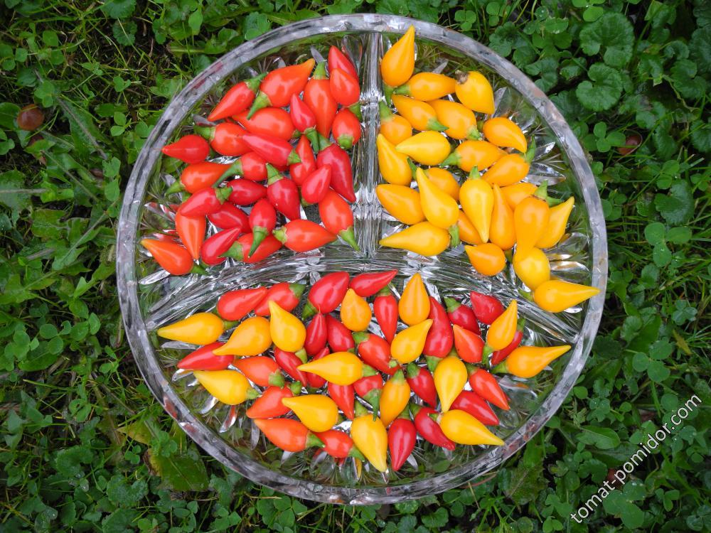 Клювики красный и желтый (острый перец BIQUINHO, вид Capsicum chinense)