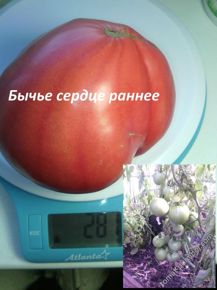 Бычье сердце раннее