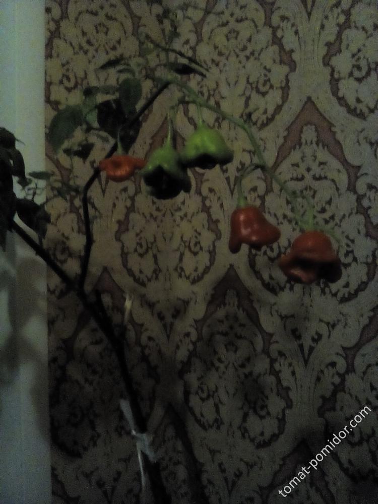Колокольчик