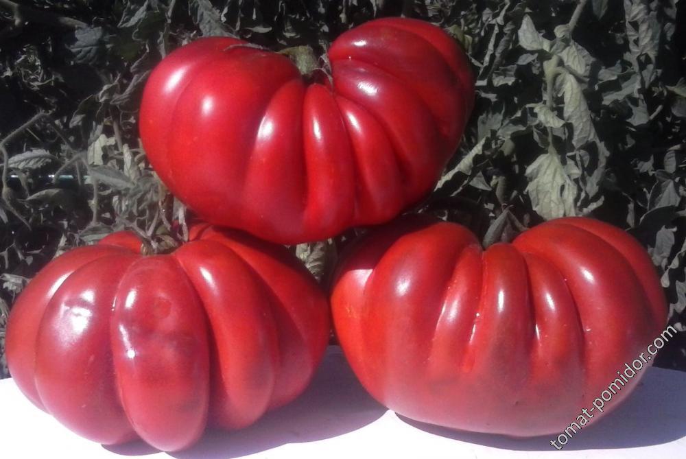 Pleated Carnelian