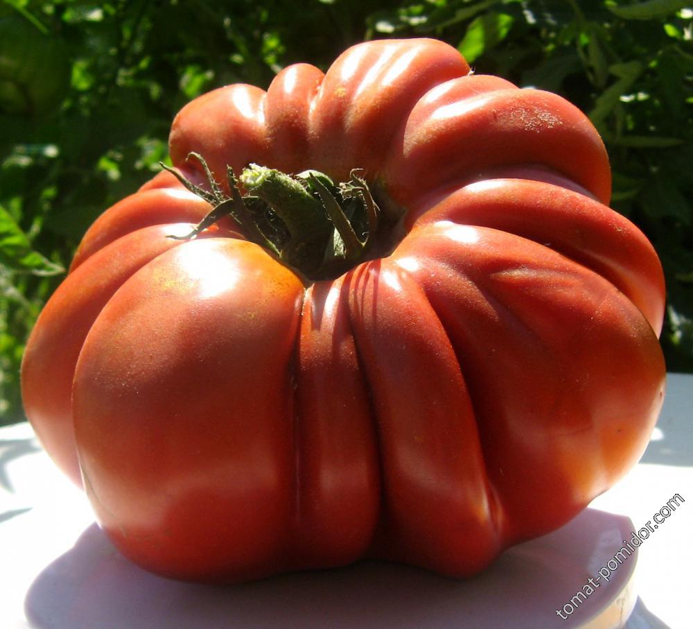 Pleated Carnelian