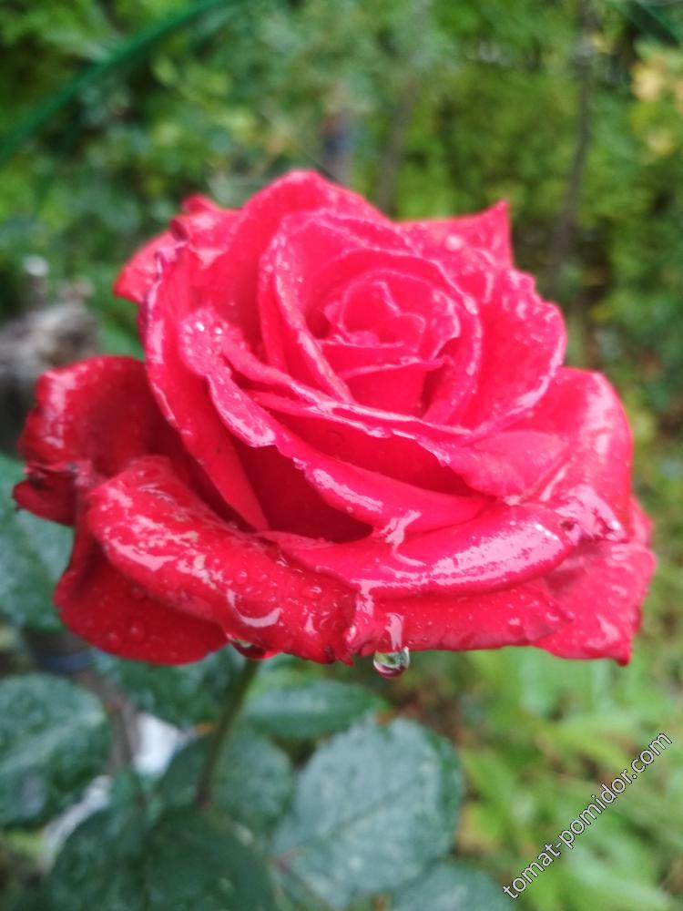 роза 25