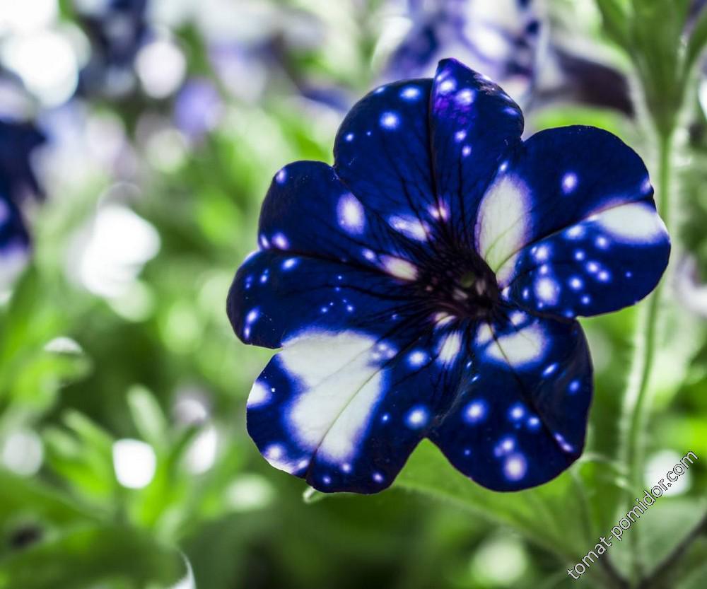 Petunia Night Sky