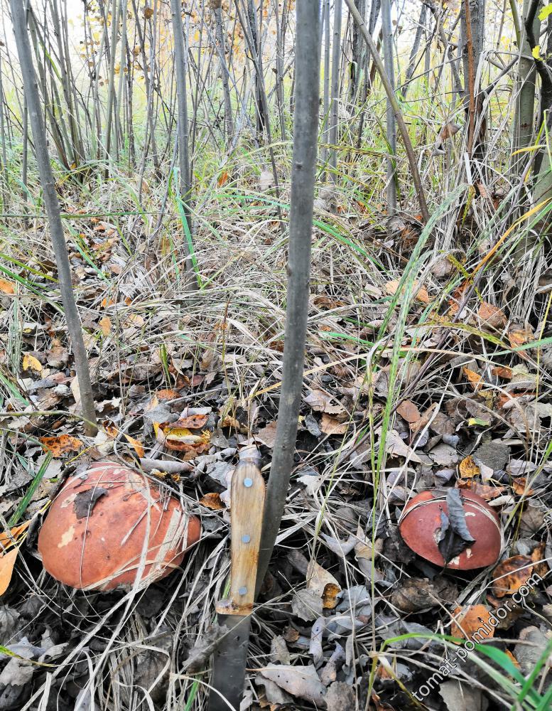 В посадках 10.10.18г.