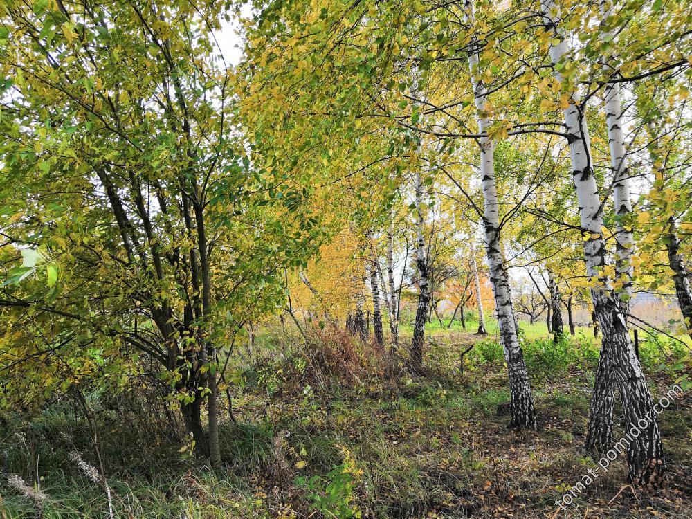 В посадках 10.10.18г.