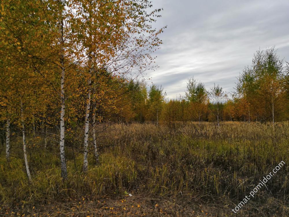 В посадках 10.10.18г.