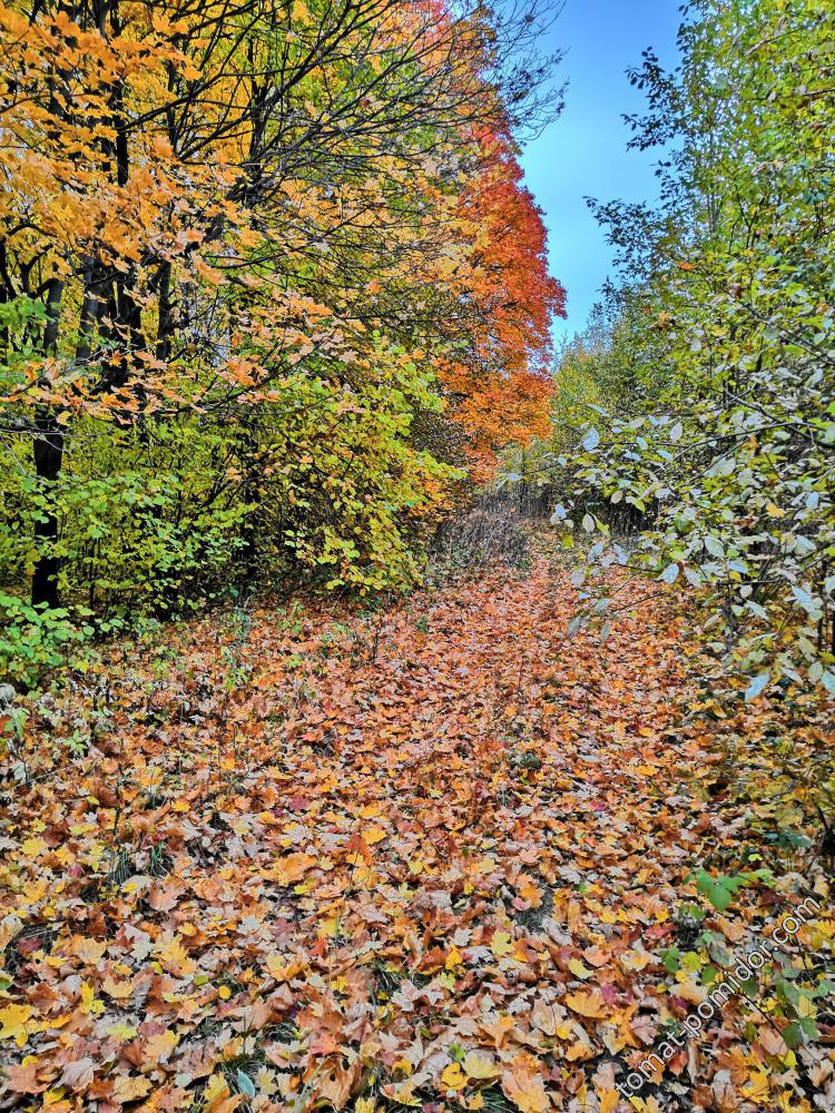 В посадках 10.10.18г.