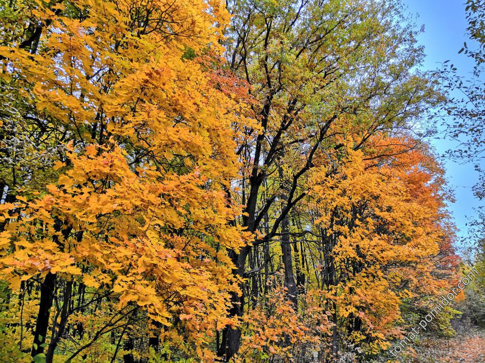 В посадках 10.10.18г.