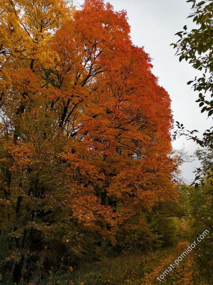 В посадках 10.10.18г.