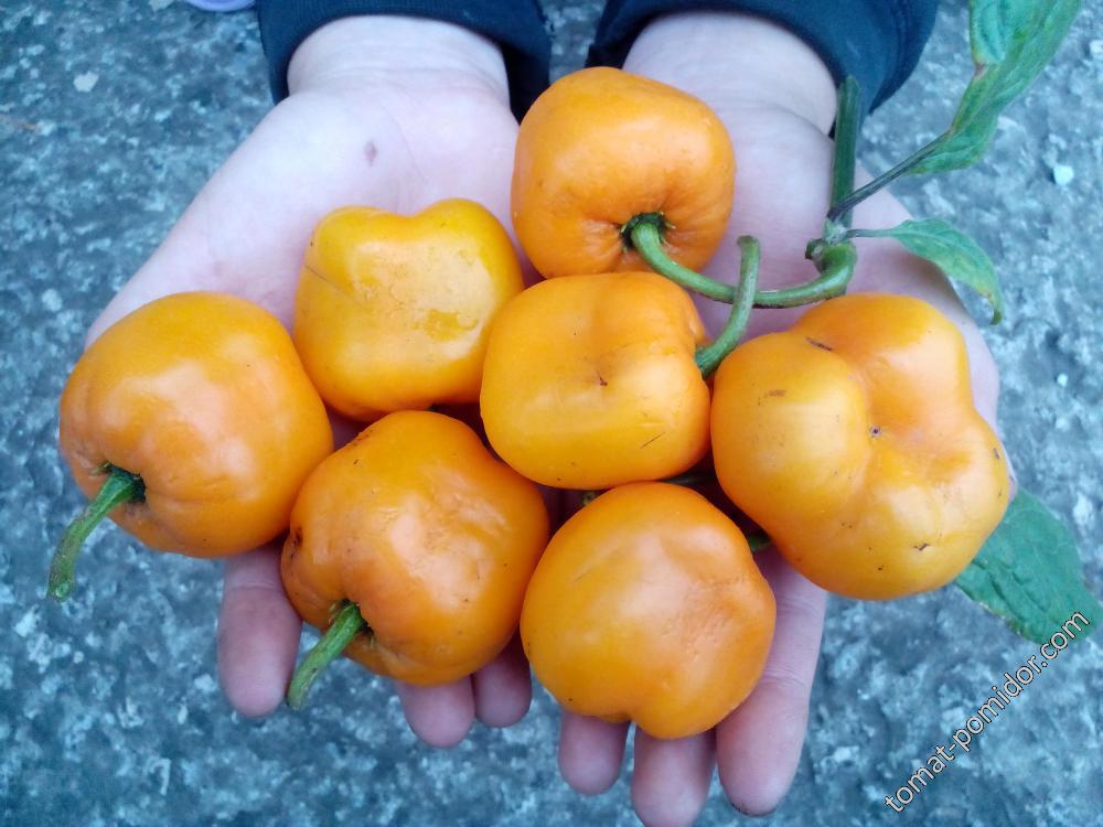 Rocoto