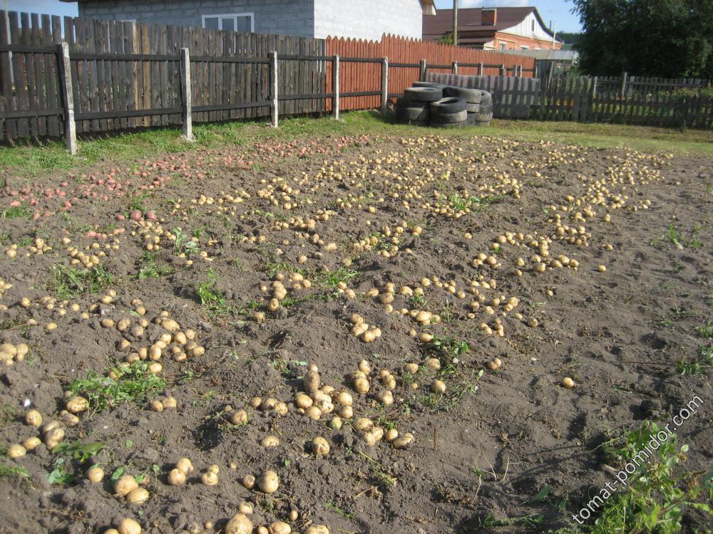 Урожай картофеля порадовал