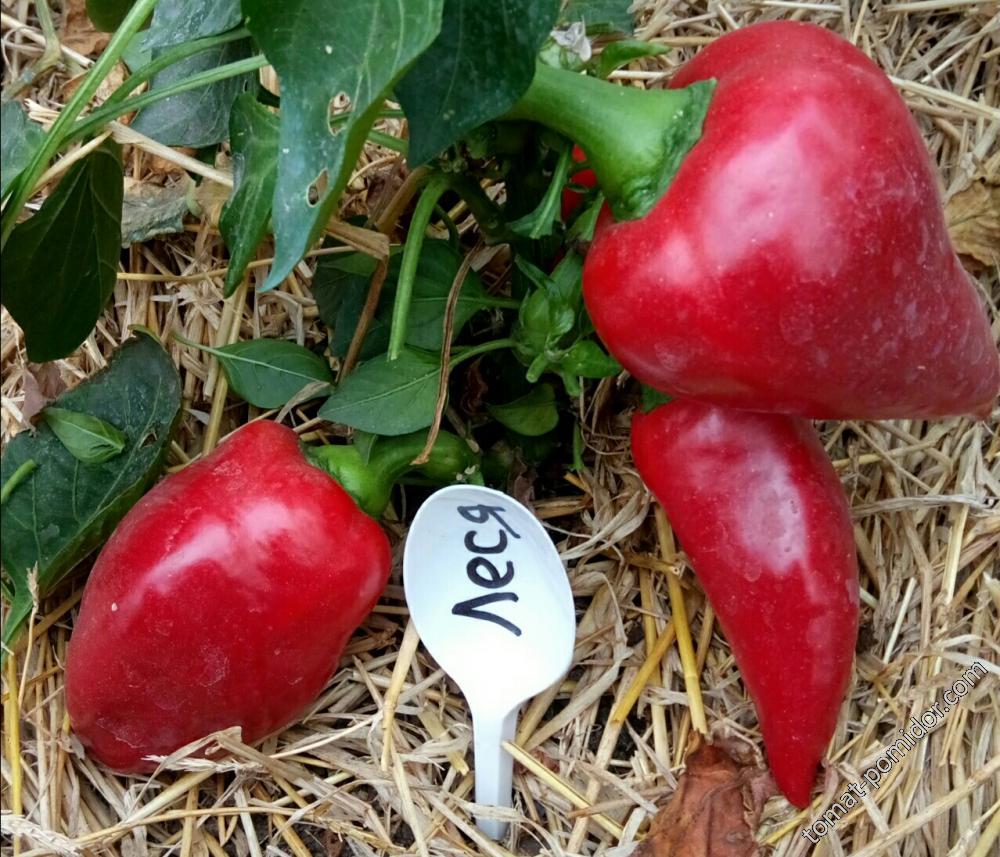 Леся - Сорта СЛАДКОГО перца с фото - tomat-pomidor.com - форум