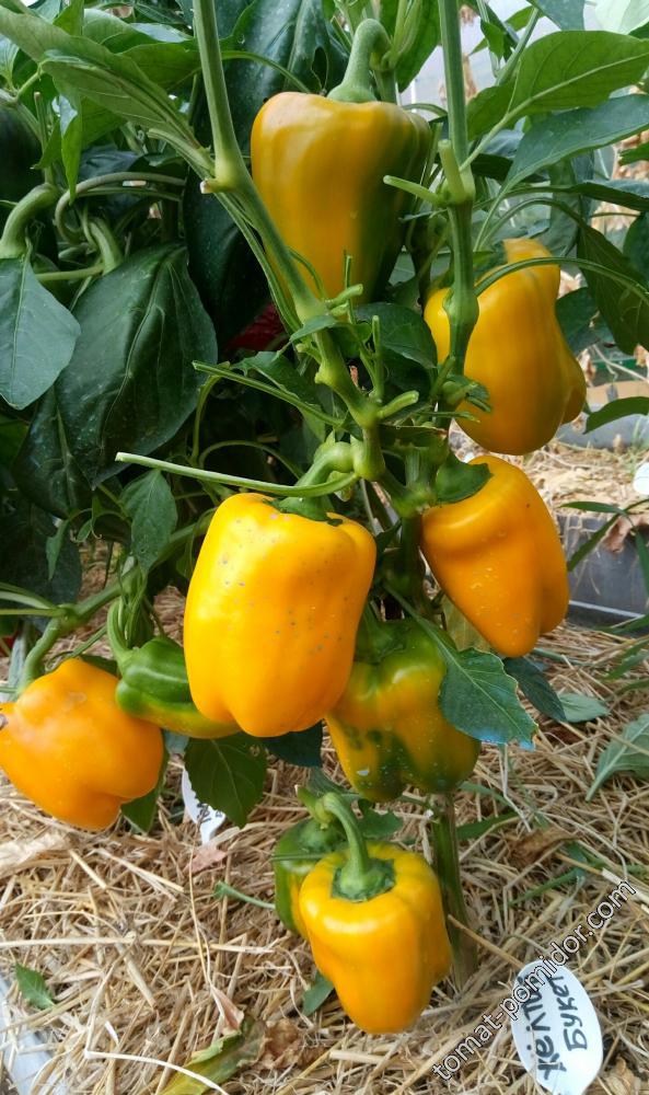 Жёлтый букет - Сорта СЛАДКОГО перца с фото - tomat-pomidor.com - форум