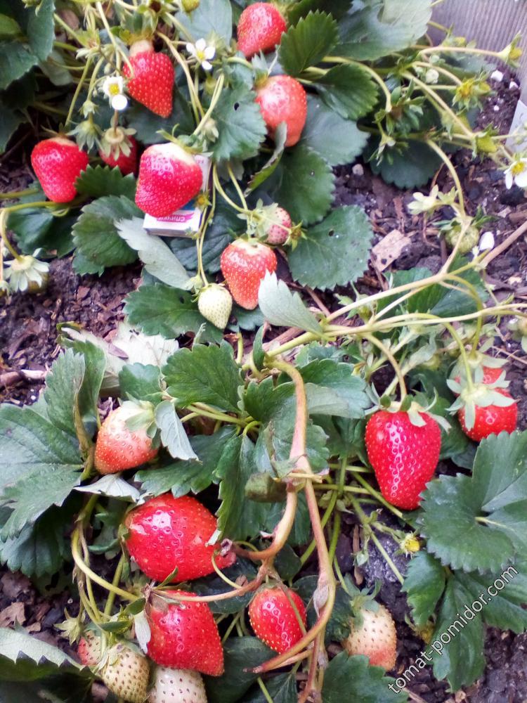 Альбион сегодня 21.10.2018г.