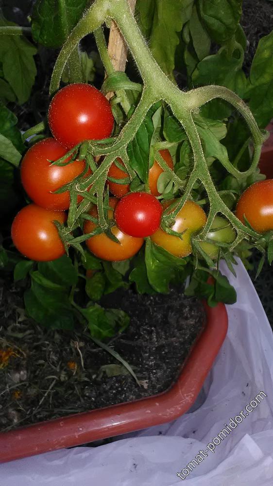 16 мая томат 42 дня