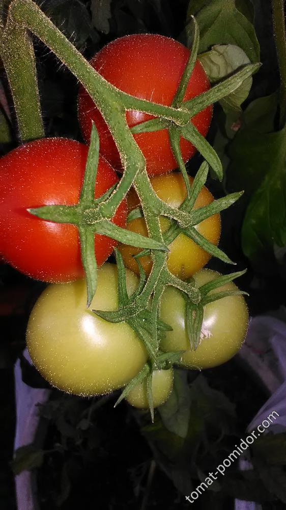16 мая томат 42 дня
