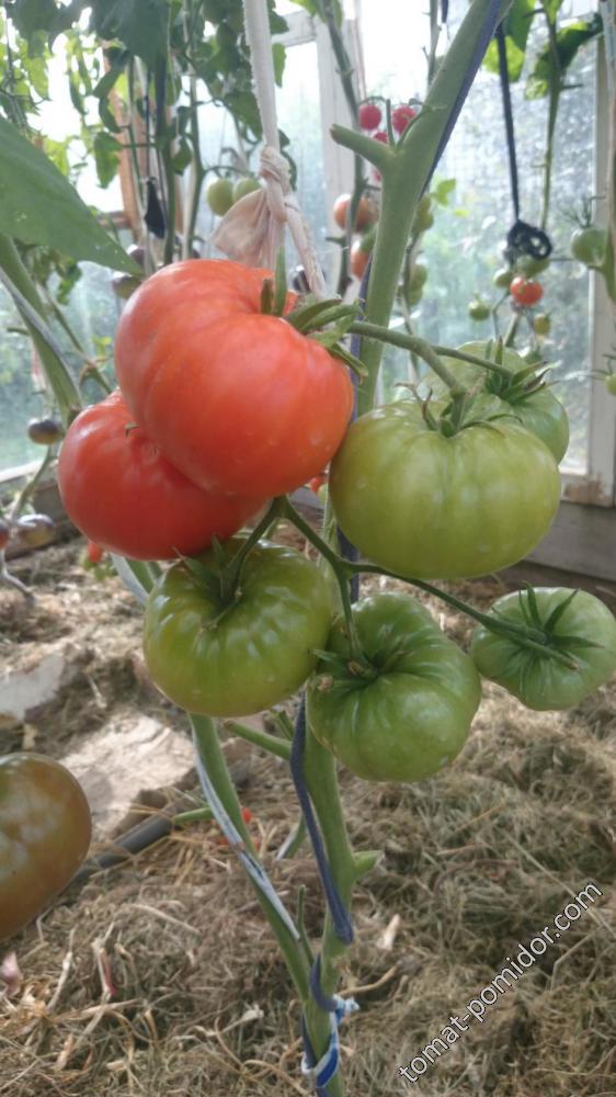 Куум
